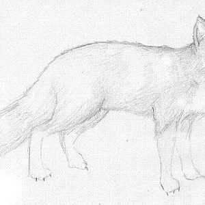 Foxy
