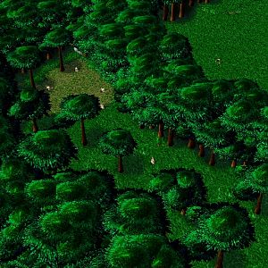 The West Forest. They don't cut any trees from here because they believe it's a sacred forest. Ancients tell that when the great founder of the villag