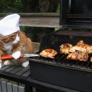 cat chef