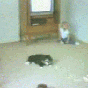gtacat
