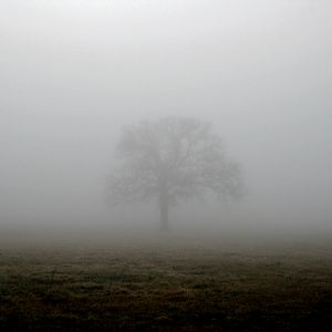 Mist
