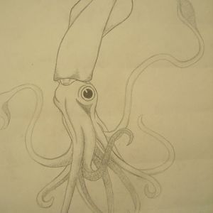 Squid