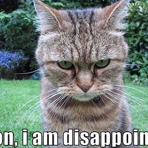 son i am disappoint trollcat