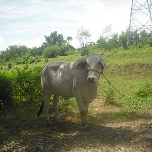 ITSH A COW!

Don't know, my GF just ordered me to do it.