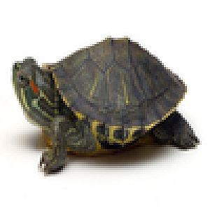 turtle tiny