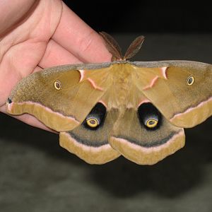 Polyphemus Moth on my hand

Taken on 5/22/07