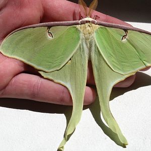 Luna Moth on my hand

Taken on 6/22/09