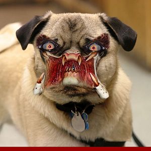 Predator Dog