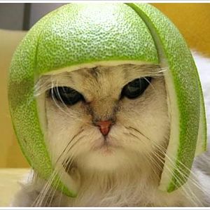 funny cat