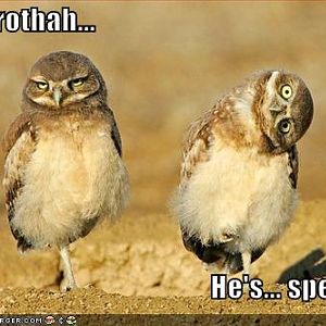 funny pictures owls twisted head