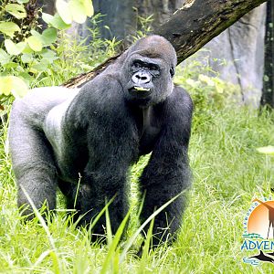 gorilla fun 1024