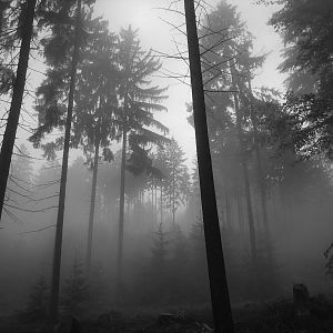 The Dark Woods