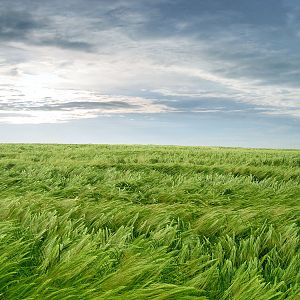 Grassland