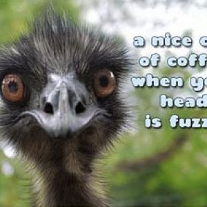 Fuzzy head