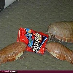 I found these in my own kitchen last night.