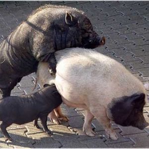 Fel Pigs...