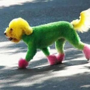 rainbow poodle