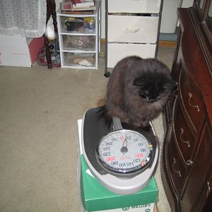 Am i fat?