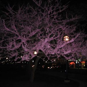 IMG 0251