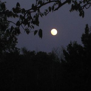 IMG 0286