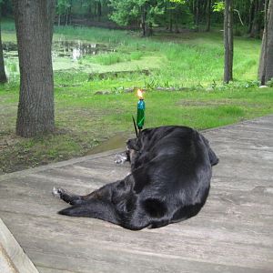 IMG 1353