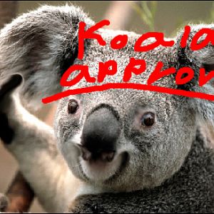 KoalaApproves!