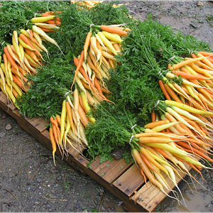 Carrots