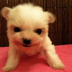 Roar!