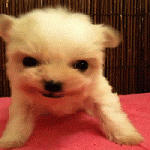 Roar!