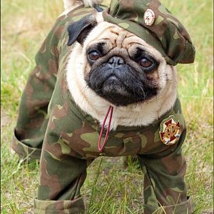 Army Pug