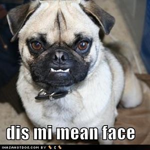 funny dog pictures dog shows you his mean face