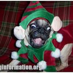 funny pug 3