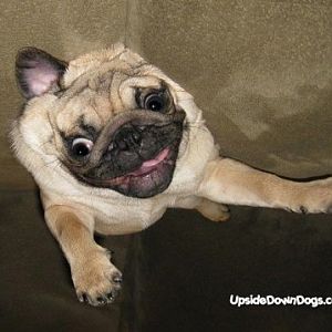 otto the pug dog 420x358