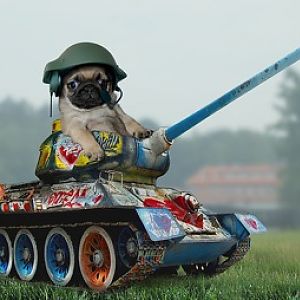 tank pug