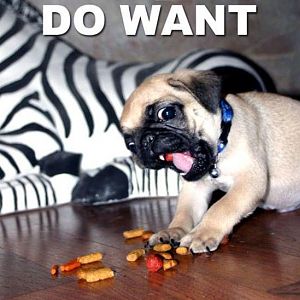 pug do want