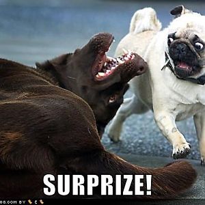 pug suprise