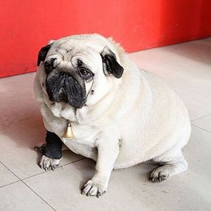 Worlds Heaviest Pug 01