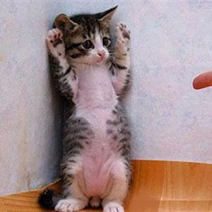 cute funny animals 01