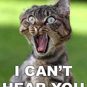 funny pictures12