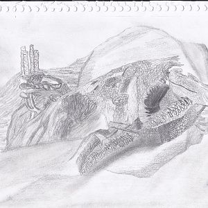 A wobbegong, drew it during a study block in 30 minutes.