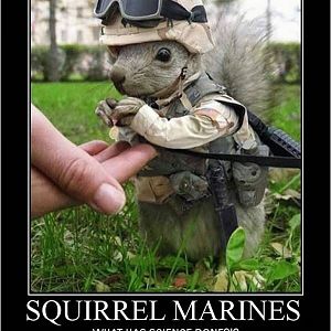Funny Squirrel