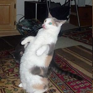 funny pictures cat does imitation of you
