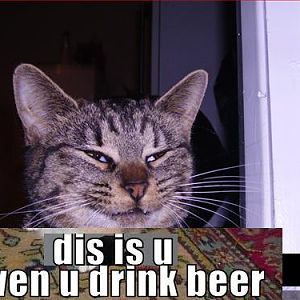 funny pictures cat is trustworthy