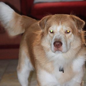 My Wolf Form