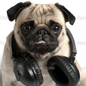 Pug with headphones
