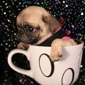 Cute pug in a tea cup