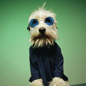 Awesome dog.
