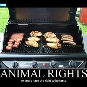 animal rights
