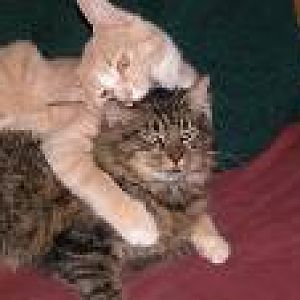 My cat Diane (male, Main Coon) with Summer (golden cat) on top.