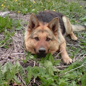 Lisa...my german shepherd doggie :D